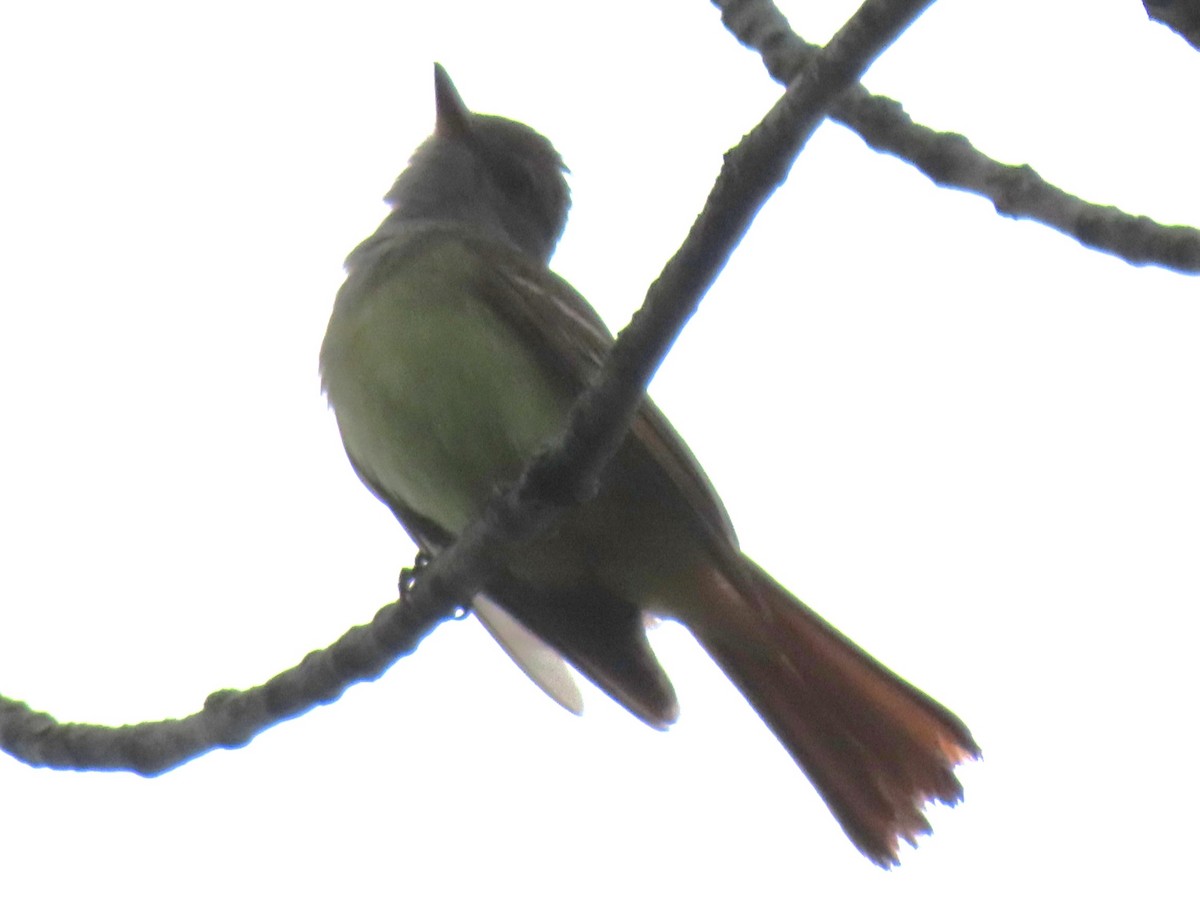 Eastern Wood-Pewee - Leon Book