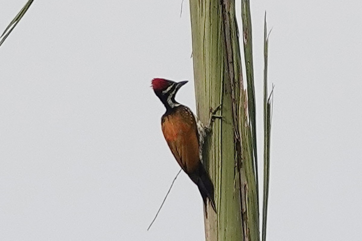 Black-rumped Flameback - ML619218804