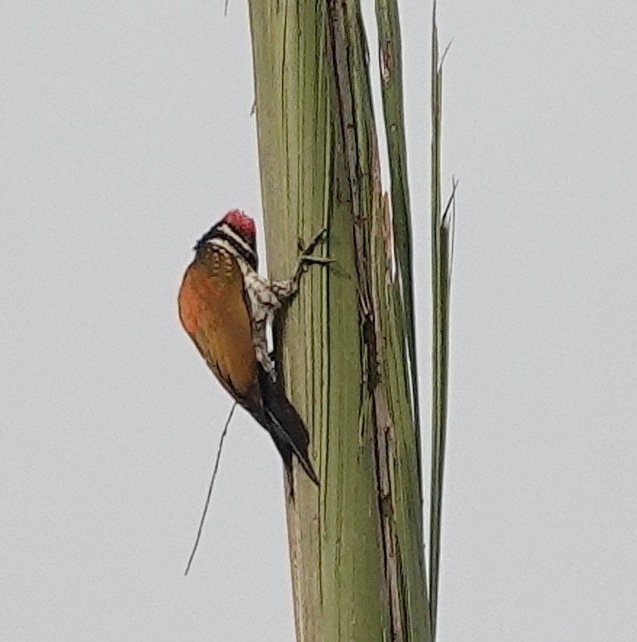 Black-rumped Flameback - Sheila Mathai