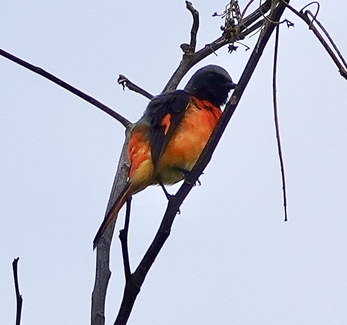 Small Minivet - Sheila Mathai