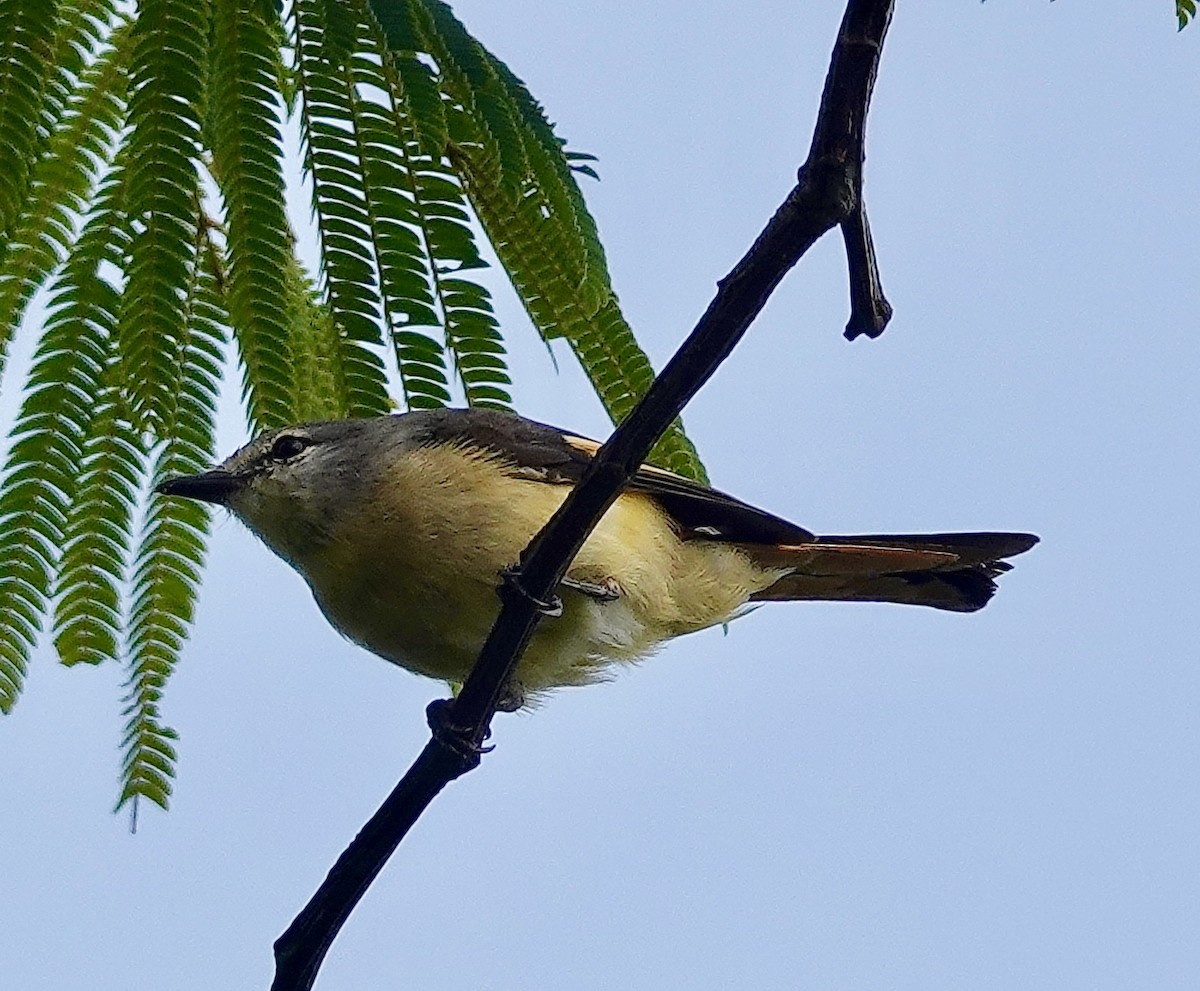 Small Minivet - Sheila Mathai