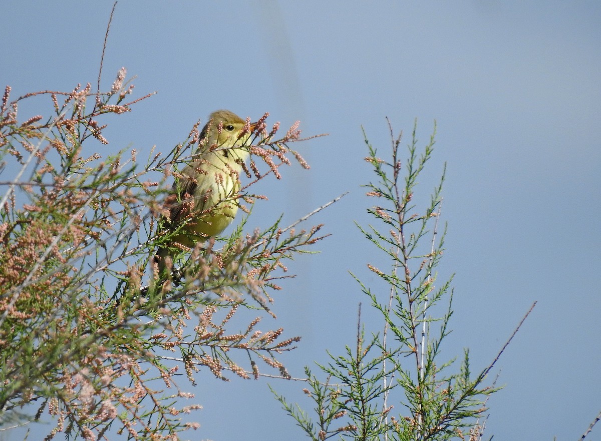 Melodious Warbler - Javier Robres