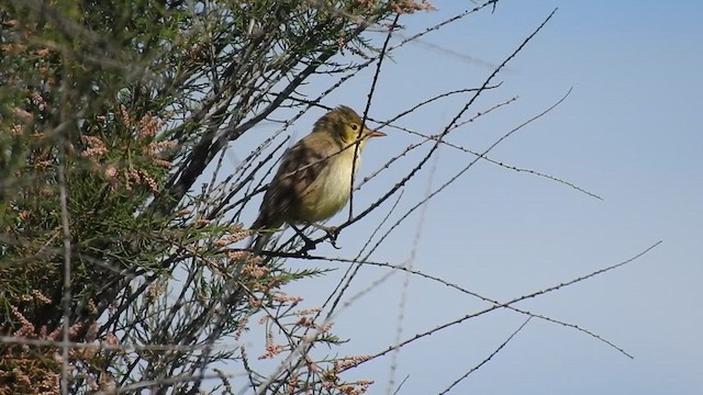 Melodious Warbler - ML619218836