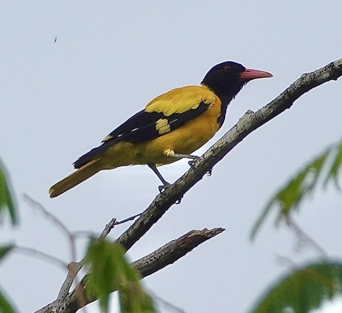 Black-hooded Oriole - Sheila Mathai