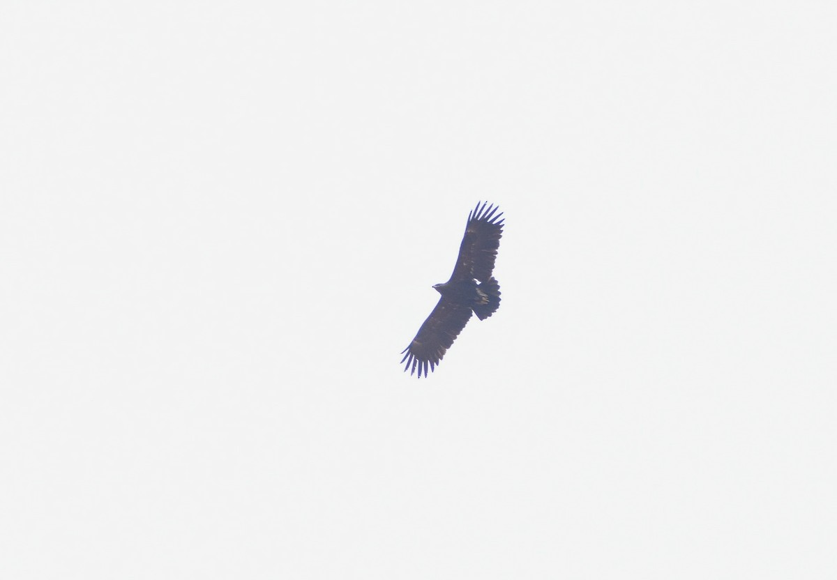 Greater Spotted Eagle - Anand Birdlife