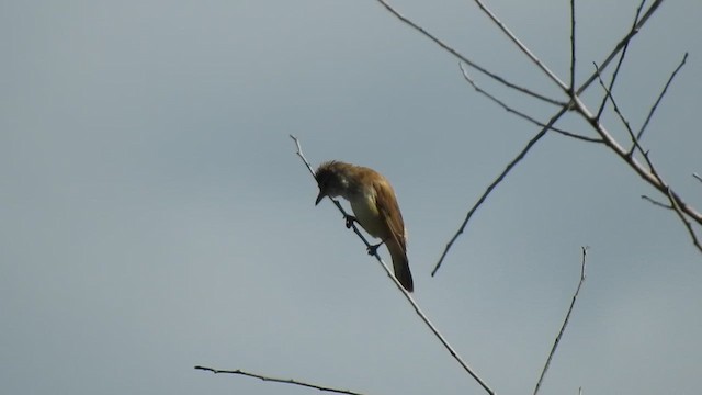 Great Reed Warbler - ML619218846