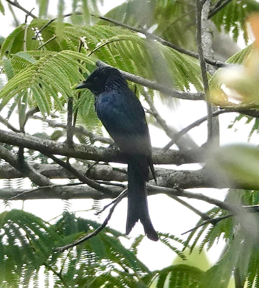 Drongo bronzé - ML619218849