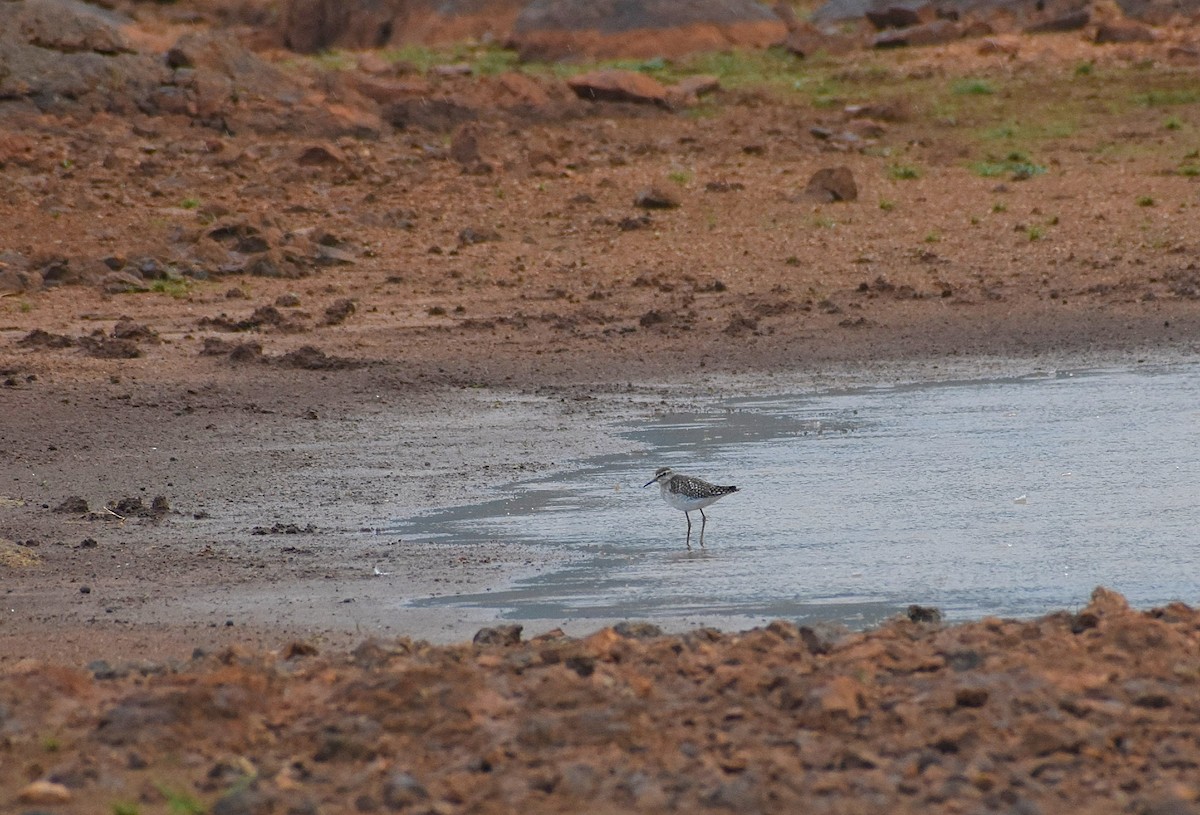 Wood Sandpiper - Anand Birdlife