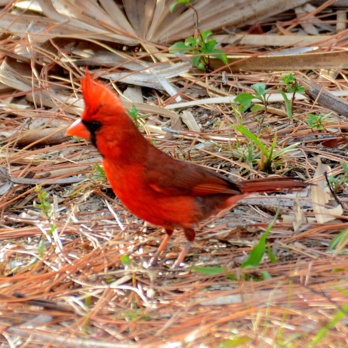 Northern Cardinal - John Whitehead