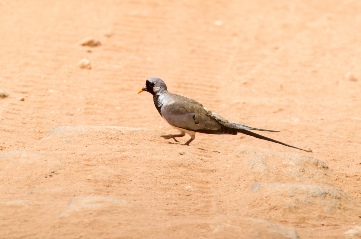 Namaqua Dove - Prashant Tewari