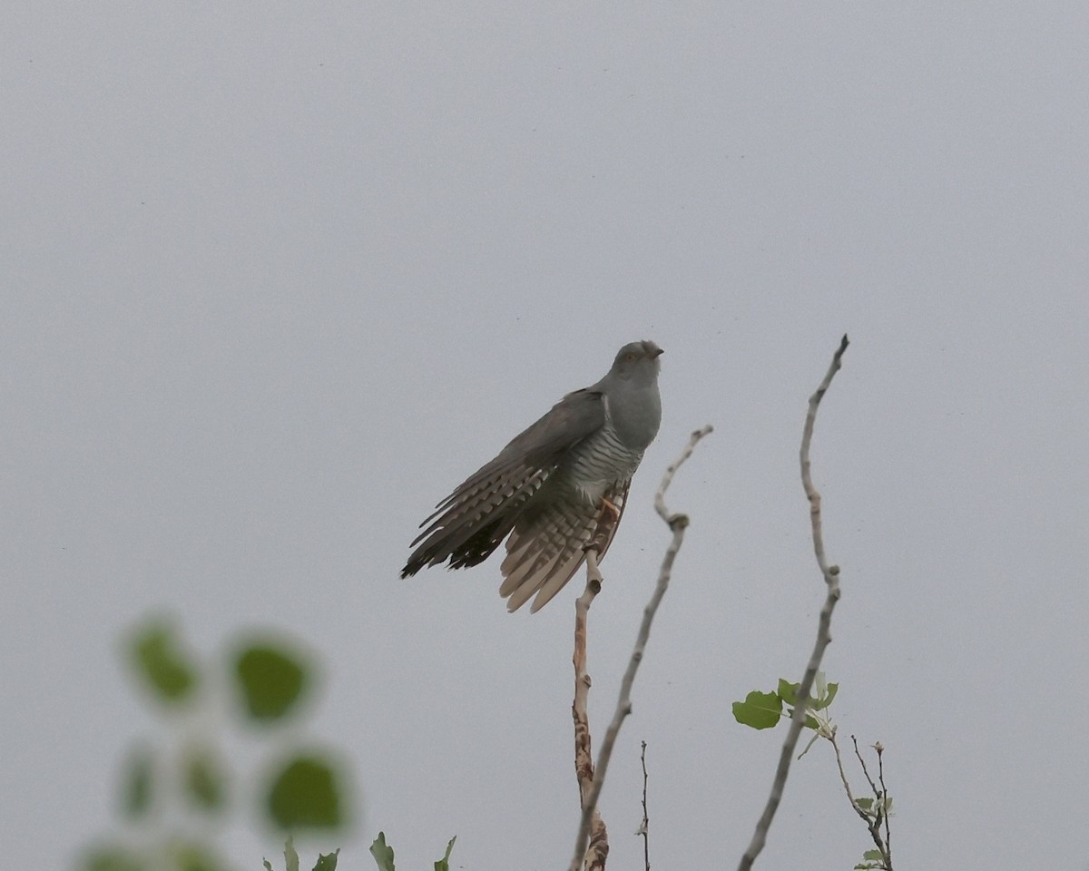 Common Cuckoo - Sam Shaw