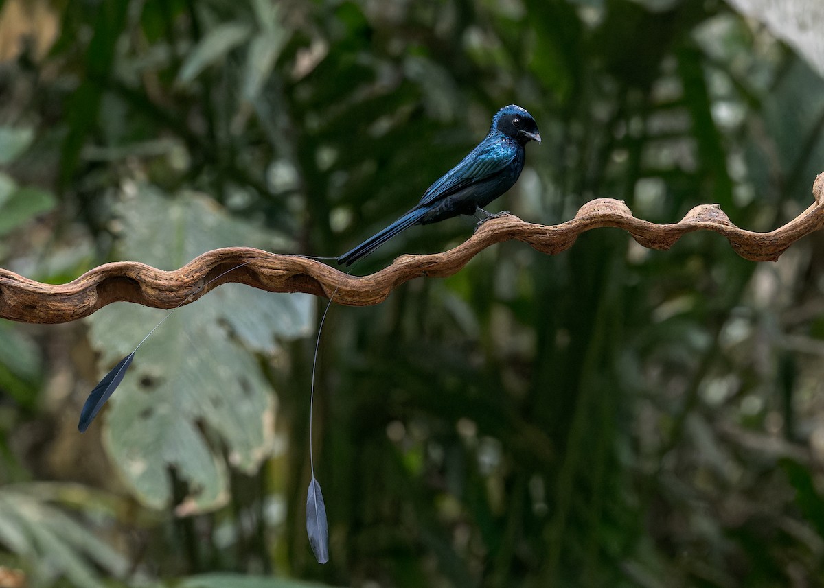 Lesser Racket-tailed Drongo - Ma Yan Bryant