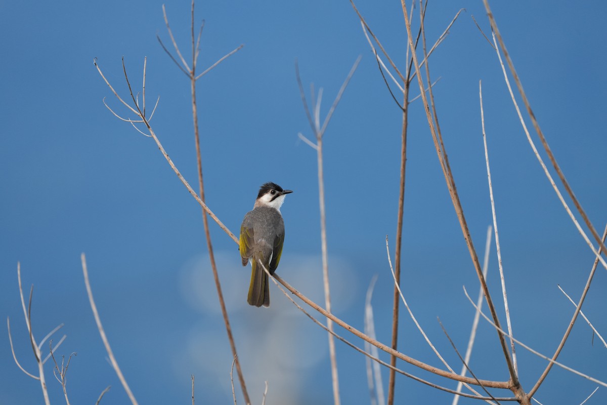 Styan's Bulbul - Chun-Chieh Liang