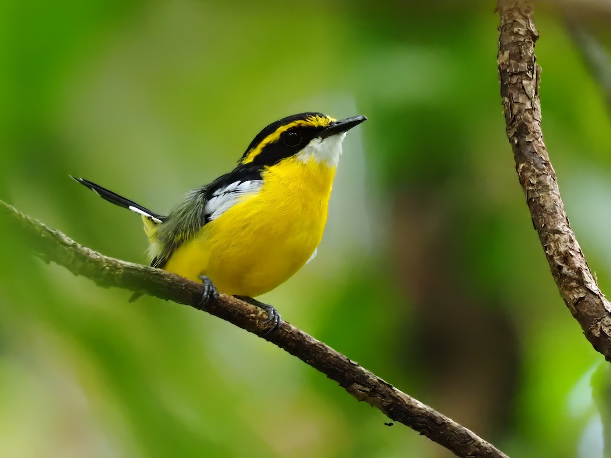 Yellow-breasted Boatbill - Len and Chris Ezzy