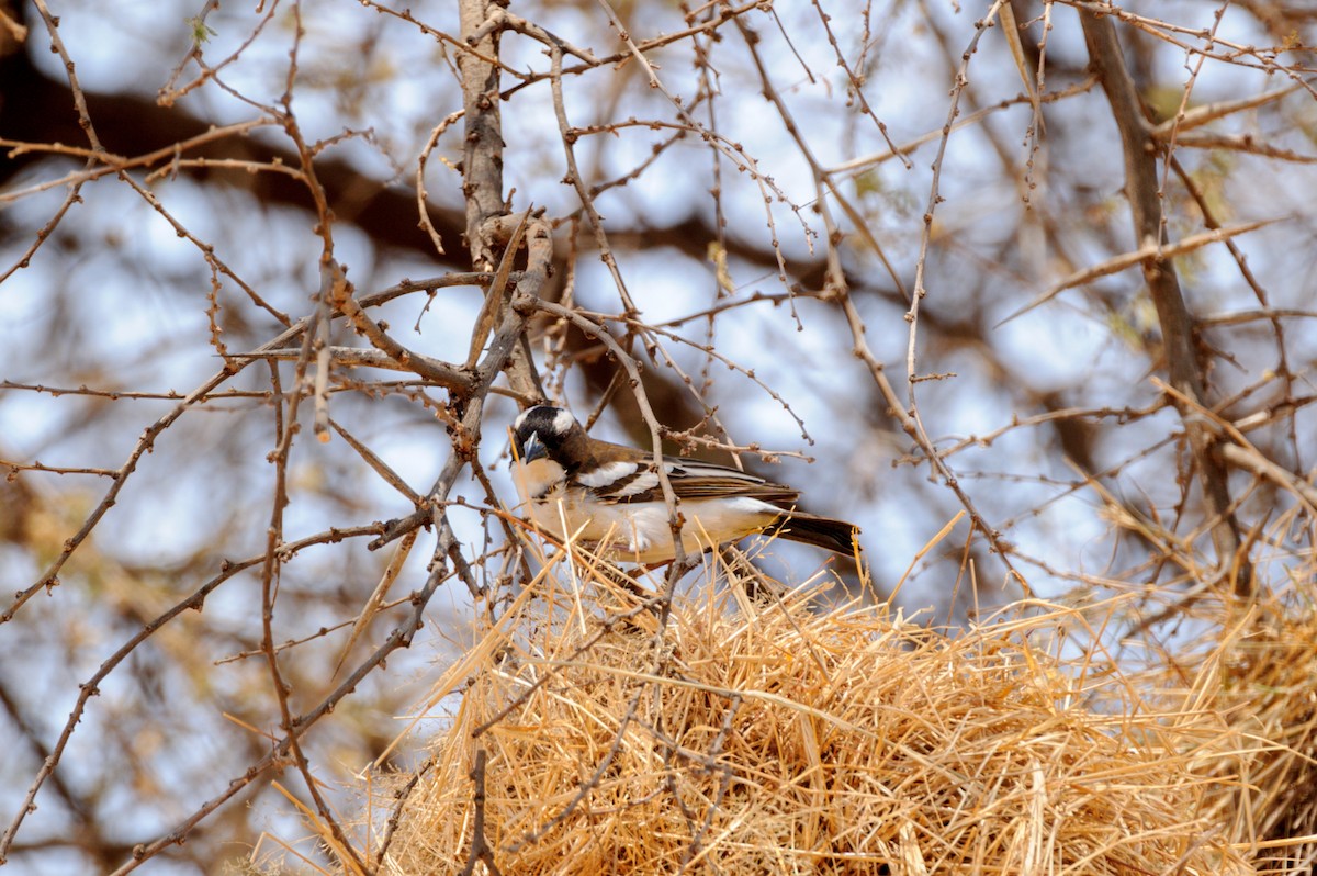 White-browed Sparrow-Weaver - Prashant Tewari