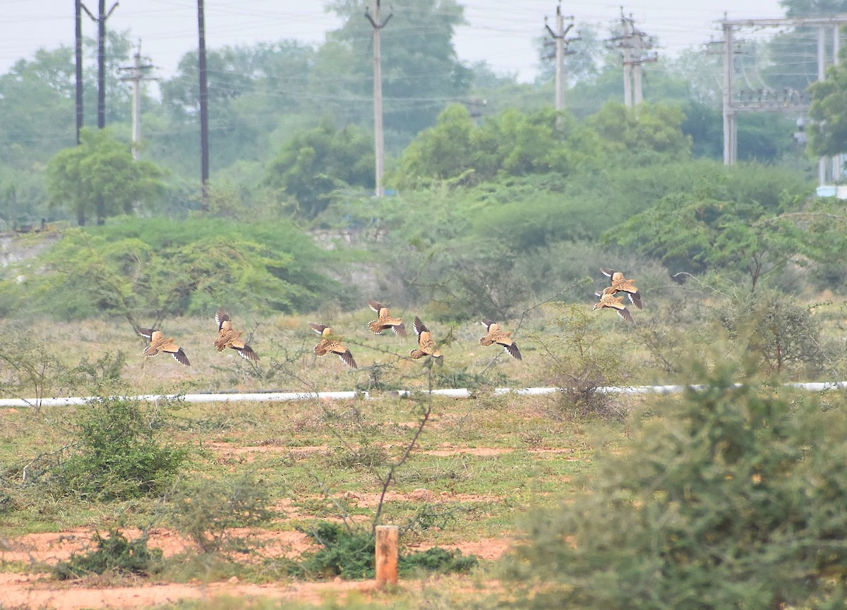 Chestnut-bellied Sandgrouse - ML619218888