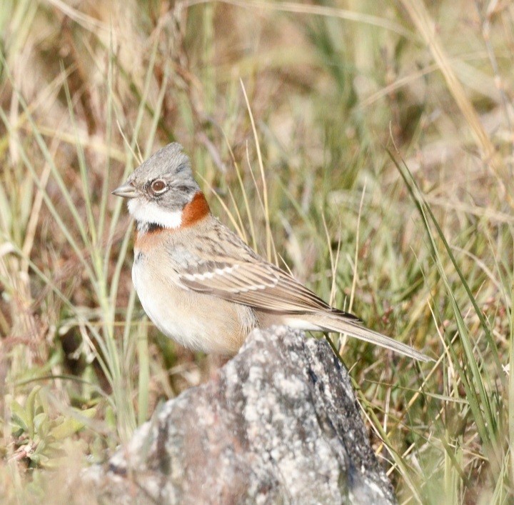 Rufous-collared Sparrow (Patagonian) - Mario Casadei