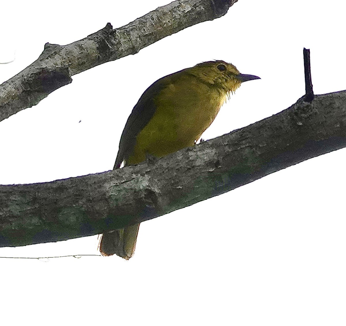 Yellow-browed Bulbul - Sheila Mathai