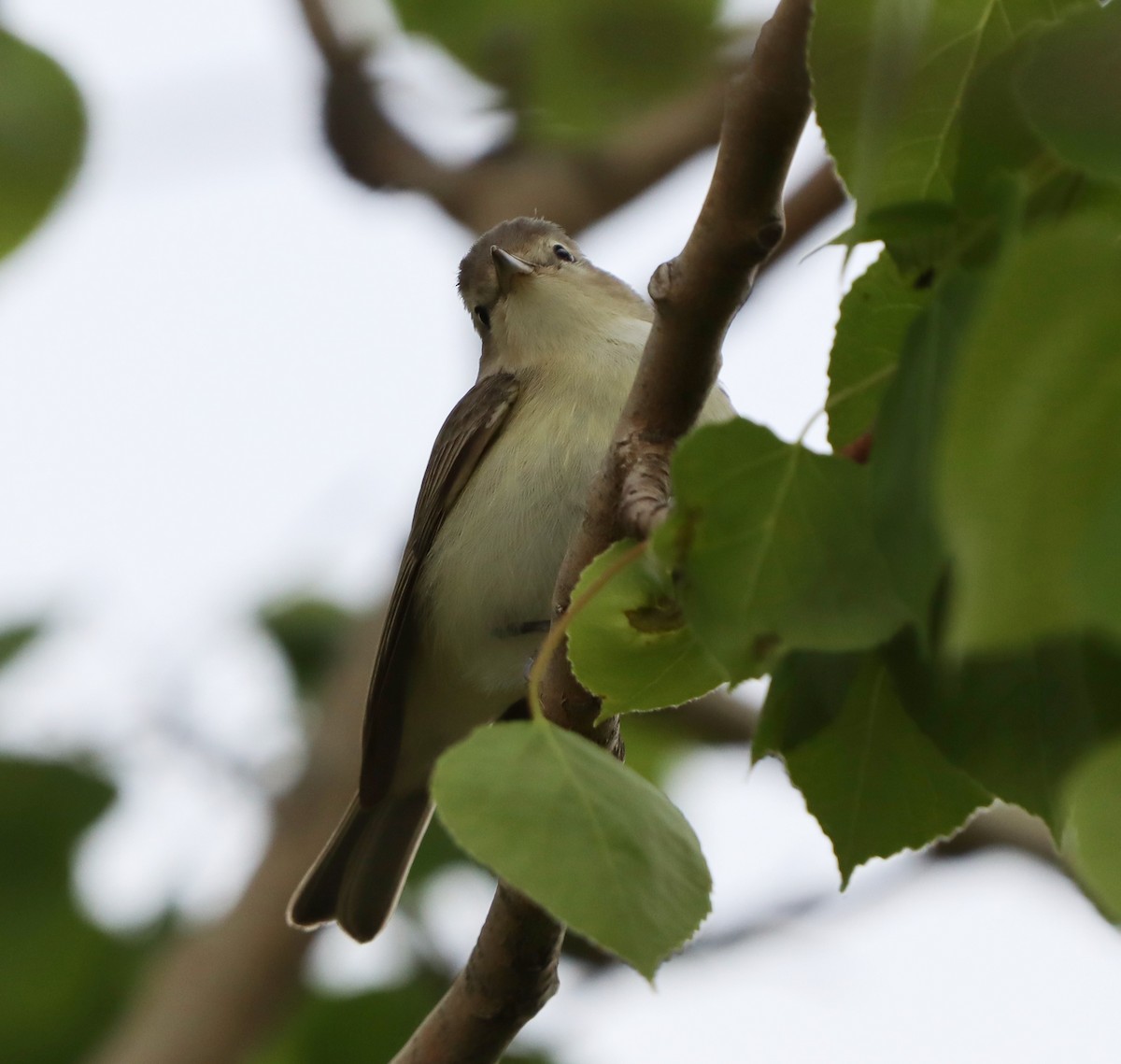 Warbling Vireo - Kim Leedom