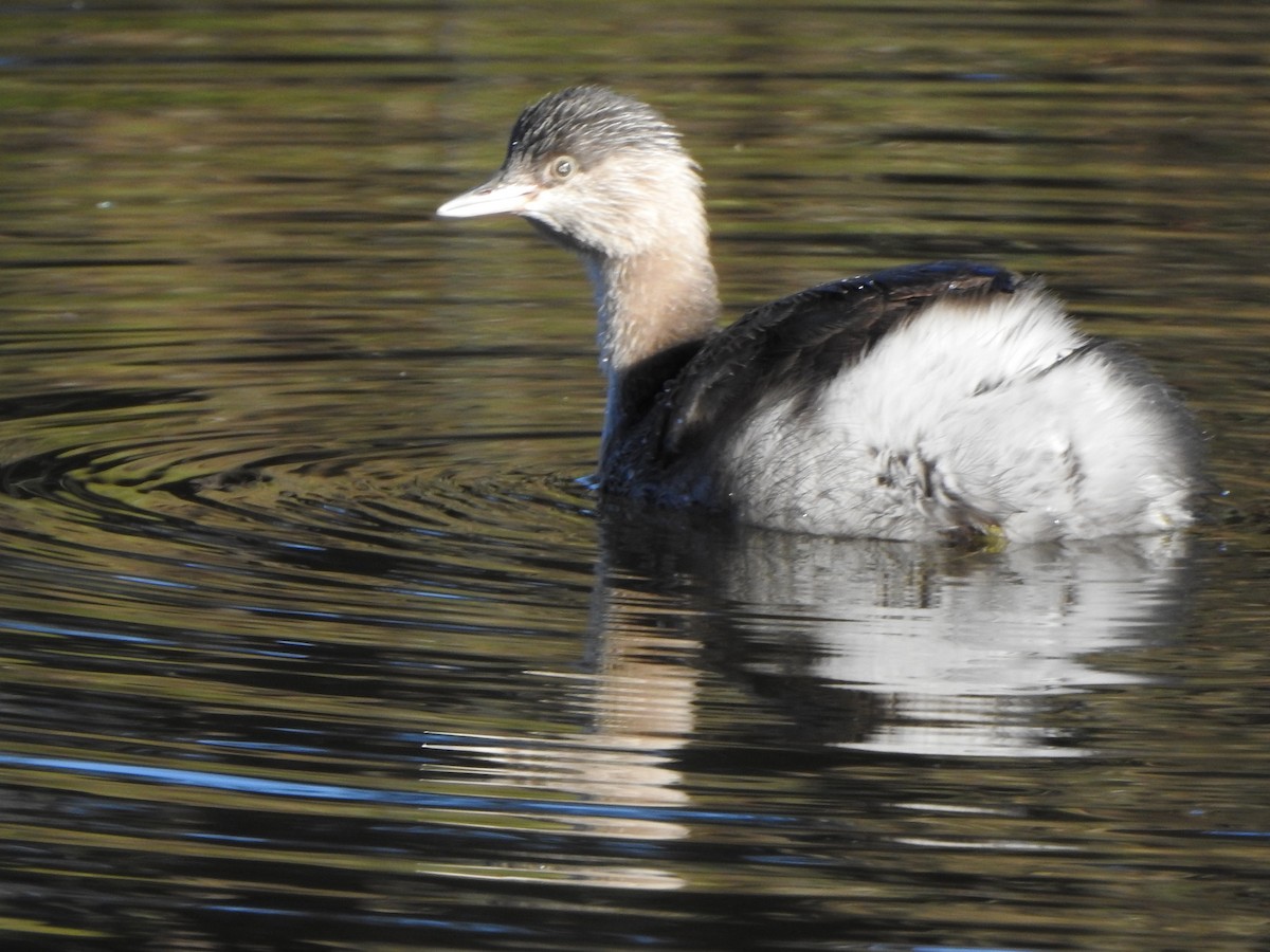 Hoary-headed Grebe - Kerry Vickers