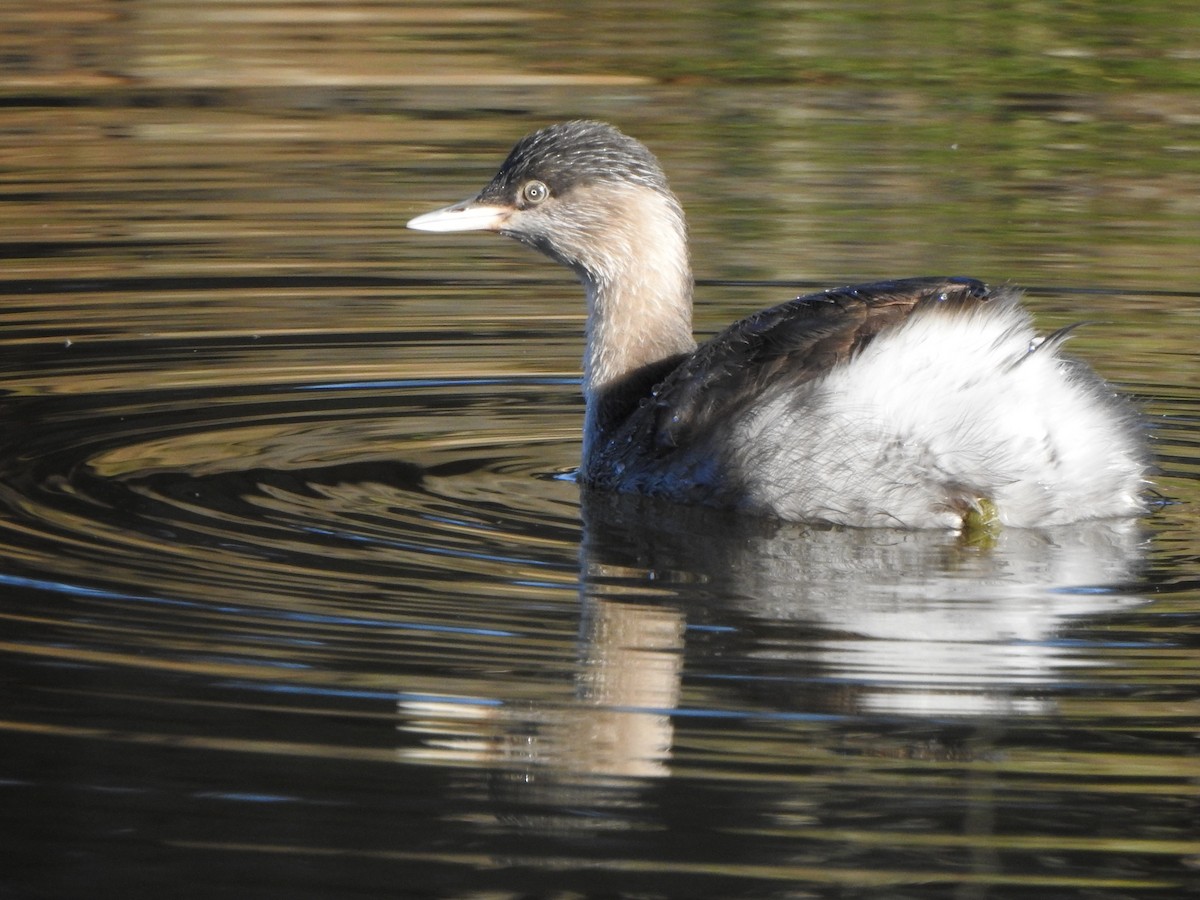 Hoary-headed Grebe - Kerry Vickers