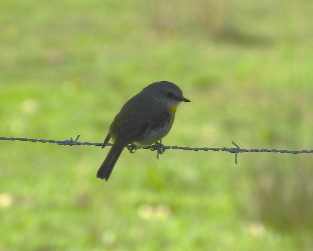 Eastern Yellow Robin - Stephan Megroz