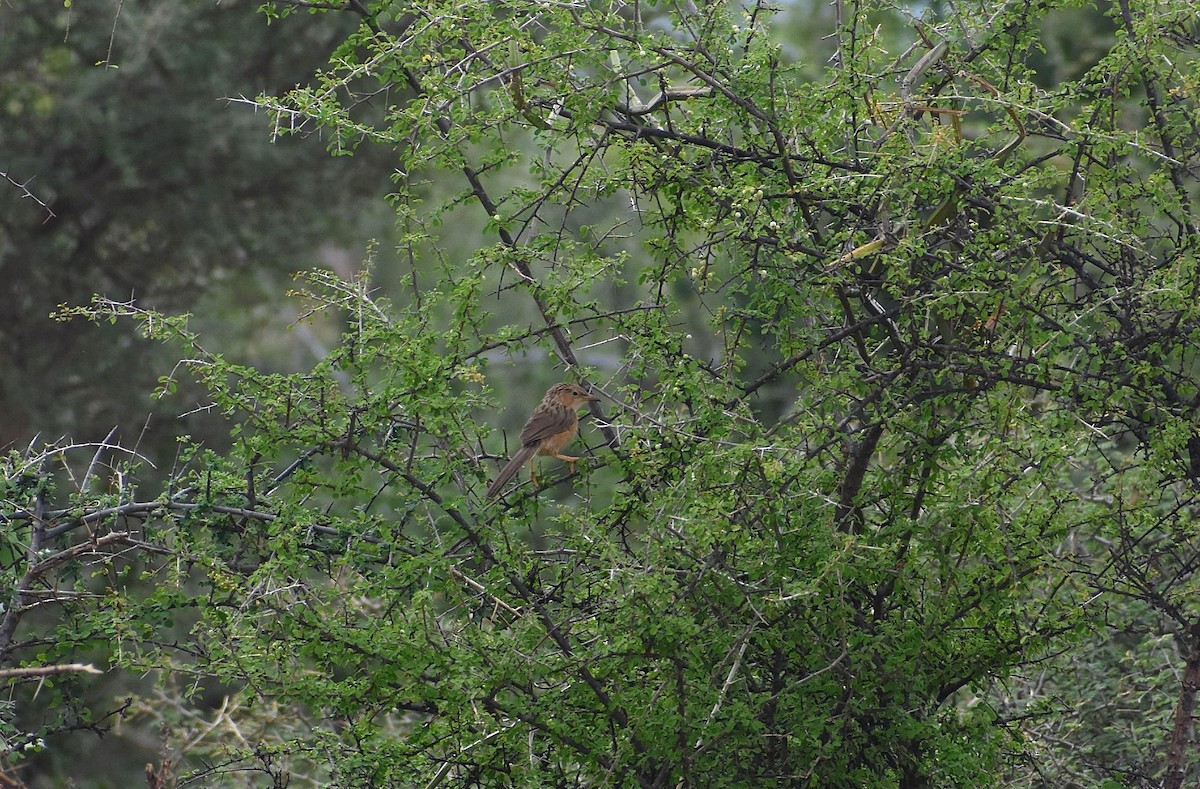 Common Babbler - ML619218947