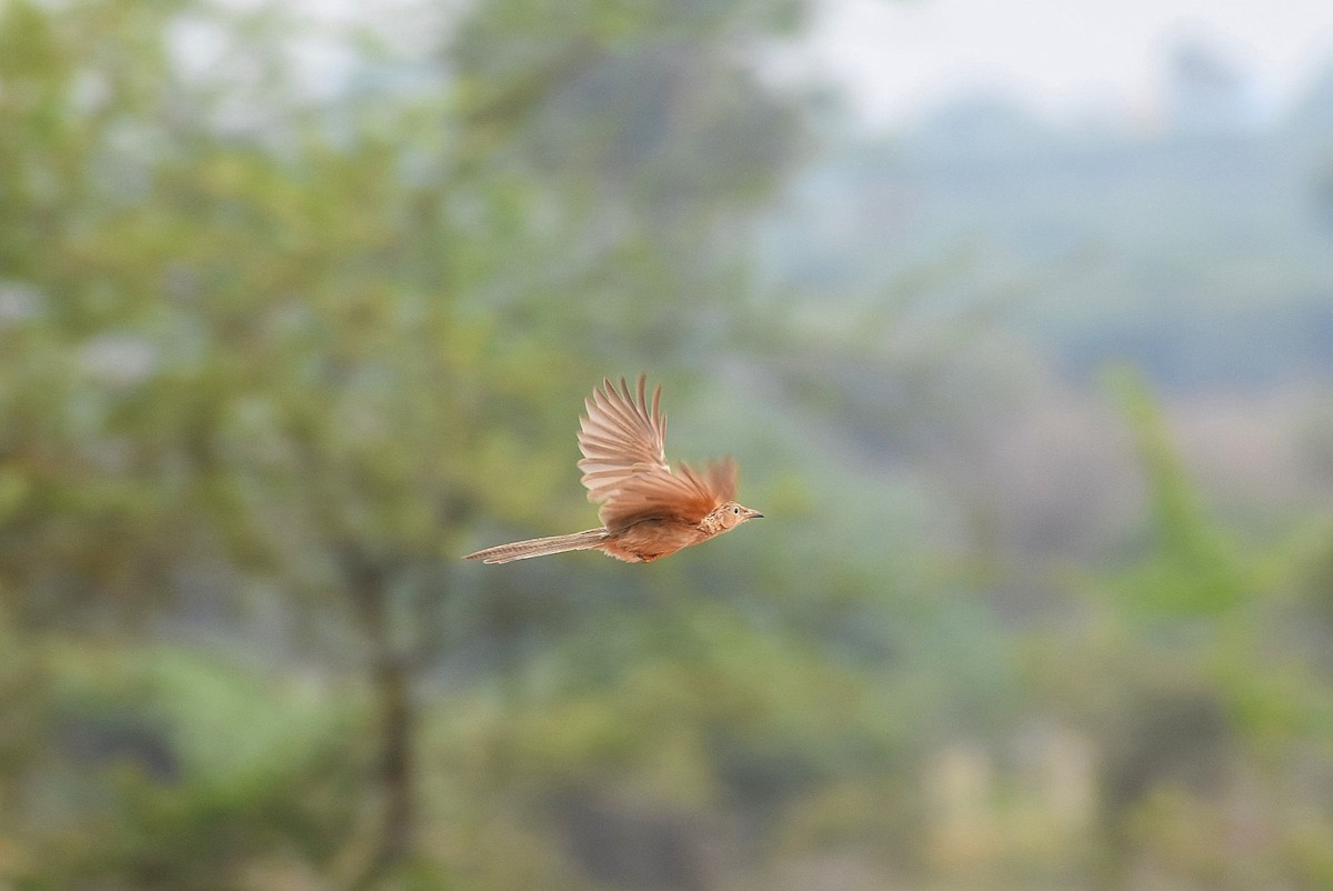 Common Babbler - ML619218949