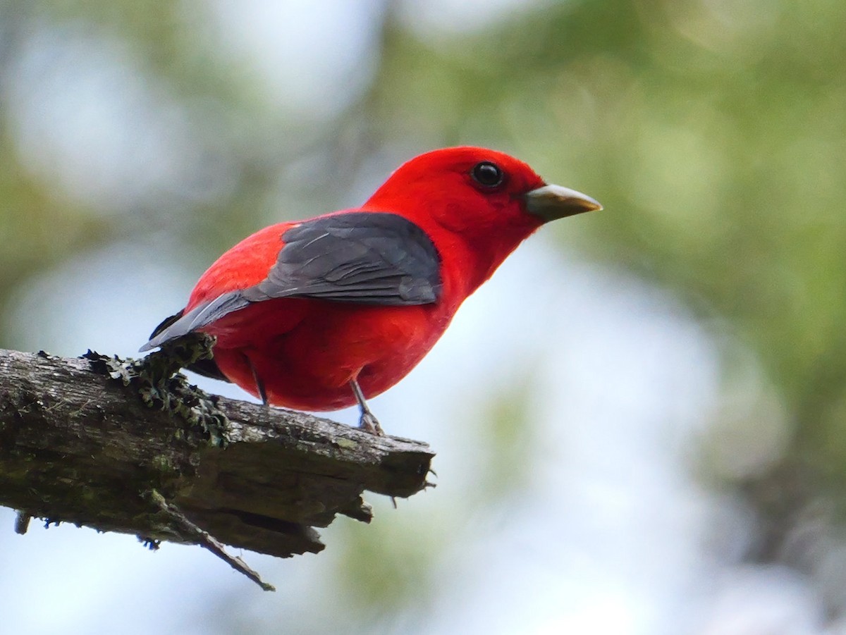 Scarlet Tanager - Michael Werner