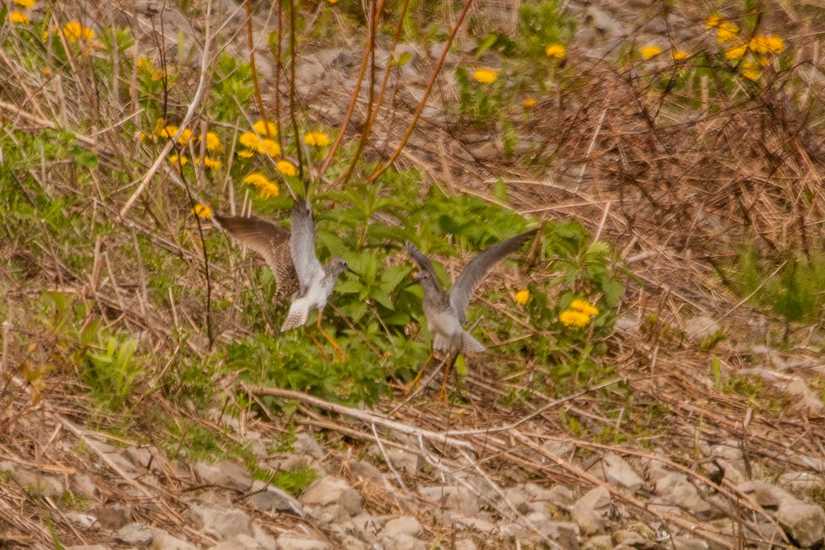 Lesser Yellowlegs - Marc Boisvert