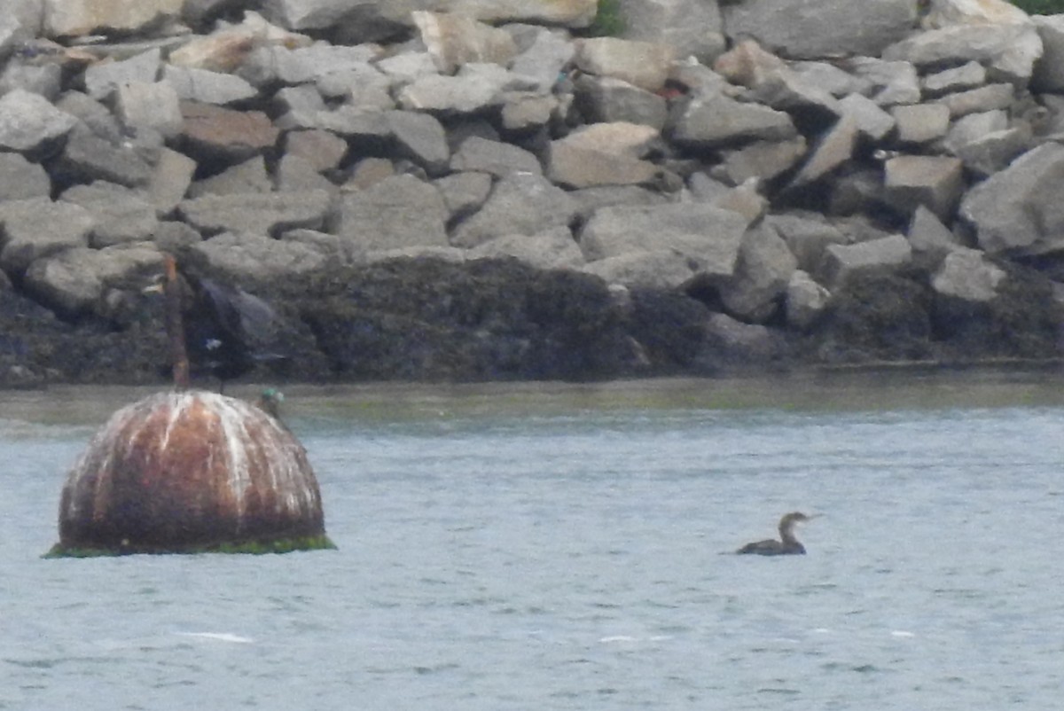 European Shag - Pedro Moreira