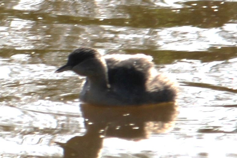 Hoary-headed Grebe - ML619218979