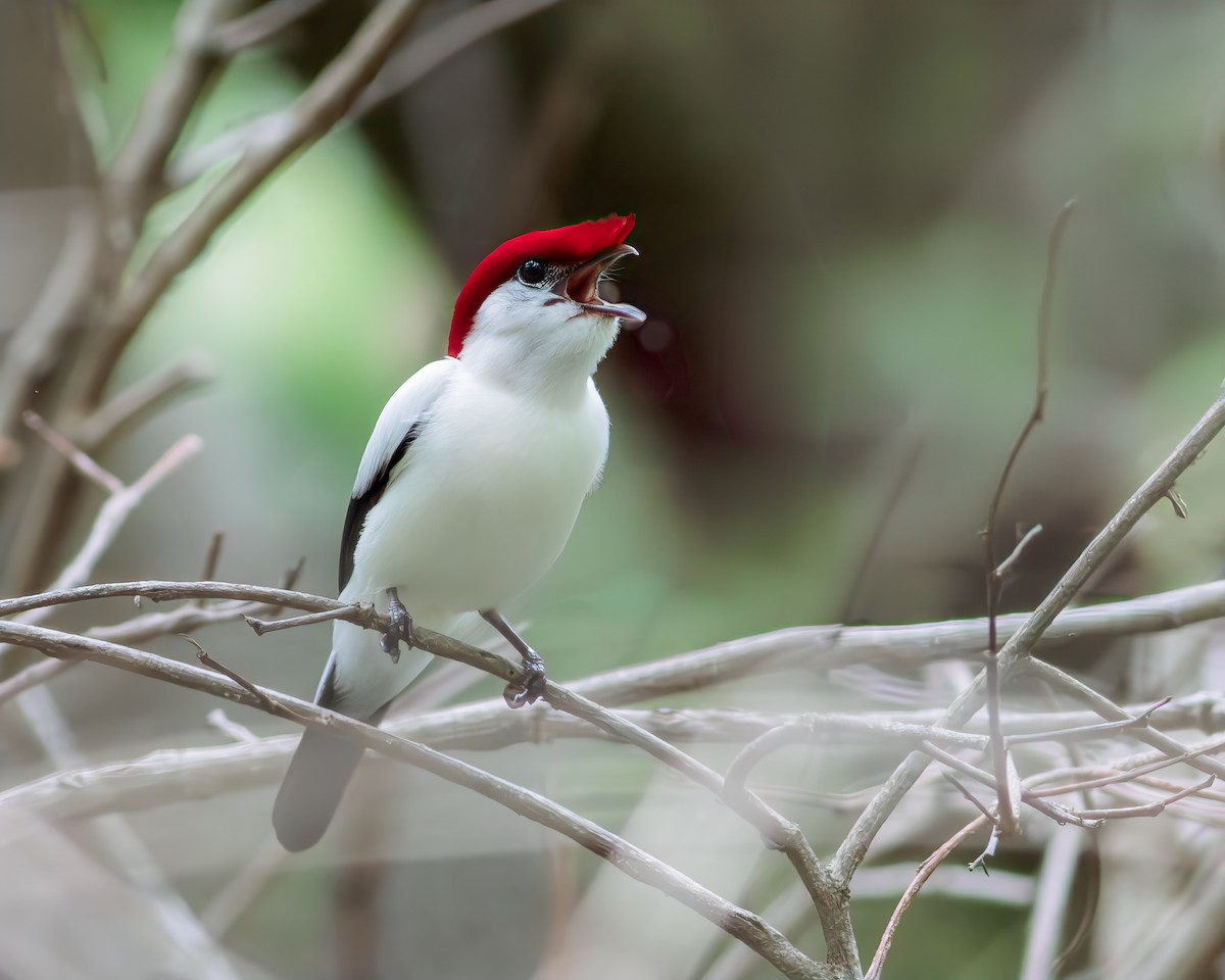 Araripe Manakin - Per Smith