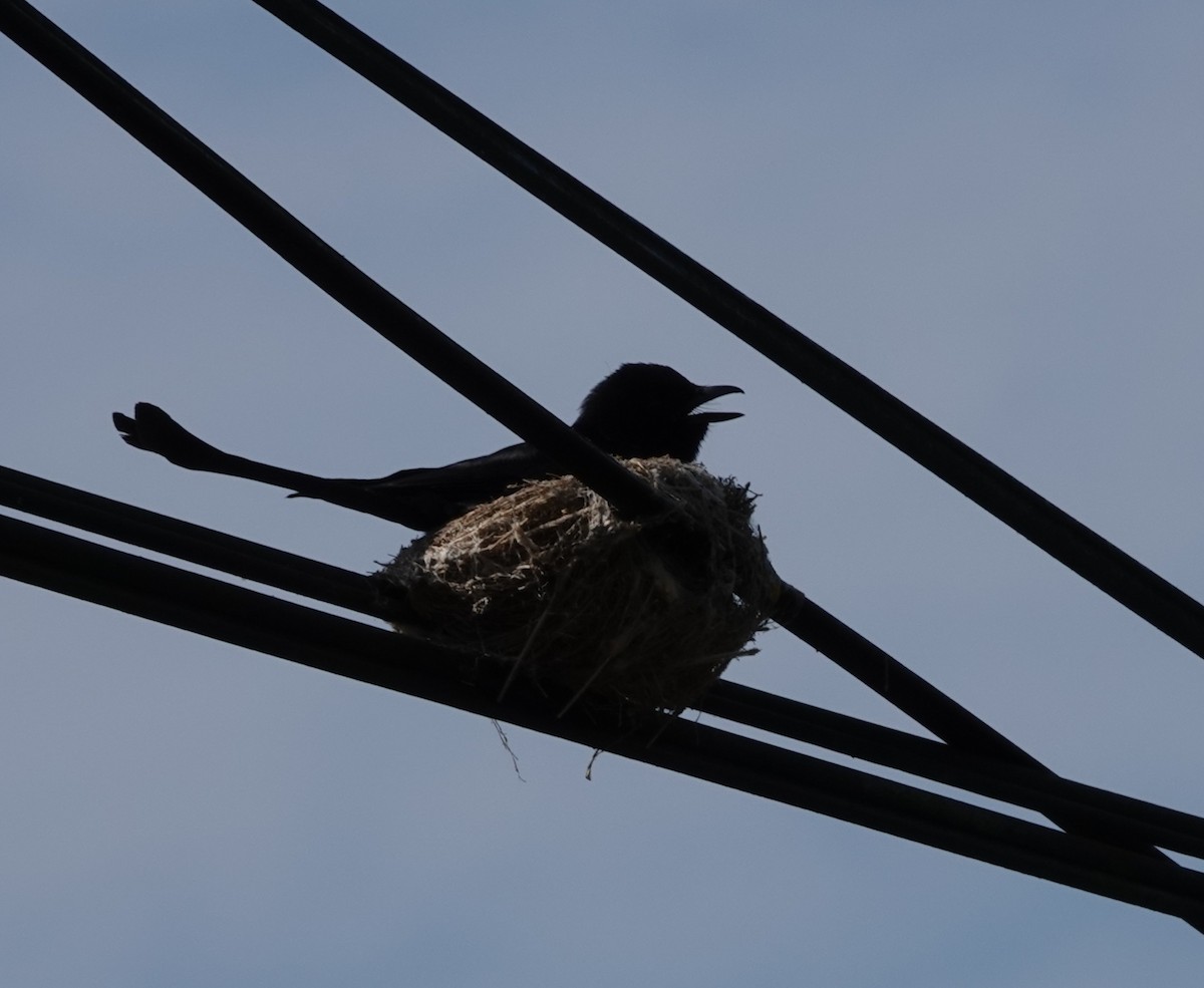 Black Drongo - Chao-Ju Su