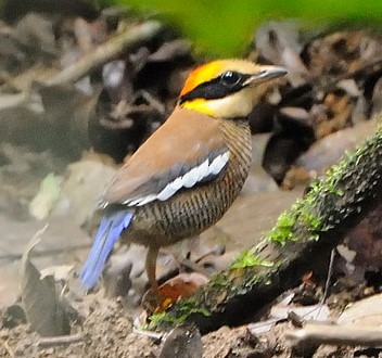 Malayan Banded-Pitta - ML619218992