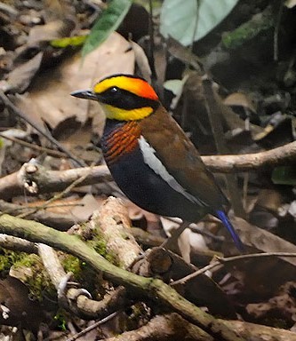 Malayan Banded-Pitta - ML619218993