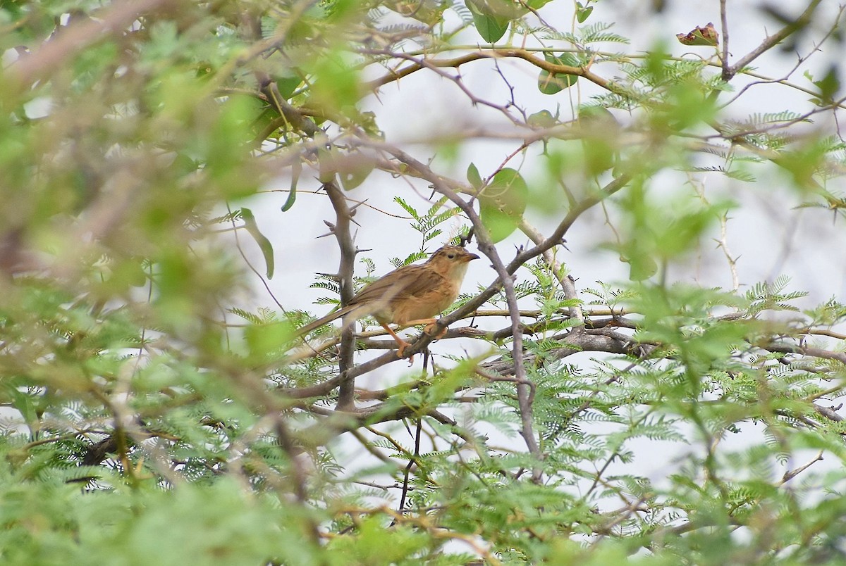 Common Babbler - Anand Birdlife