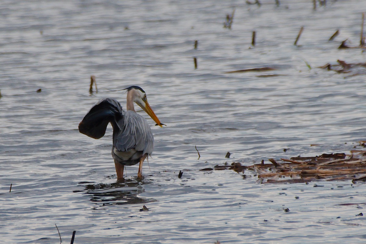 Great Blue Heron - Rick Beaudon