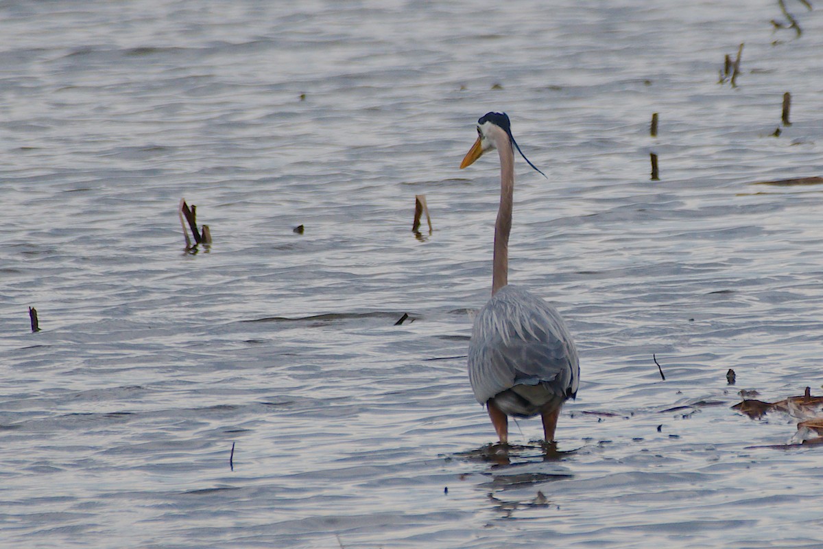 Great Blue Heron - Rick Beaudon