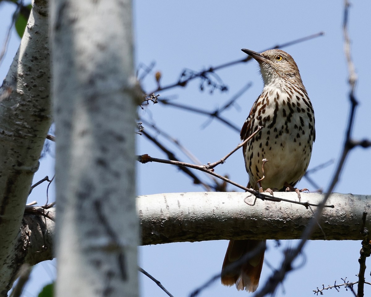 Brown Thrasher - Cate Hopkinson