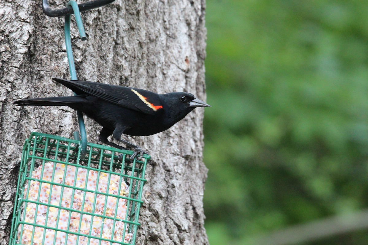 Red-winged Blackbird - George Dokes