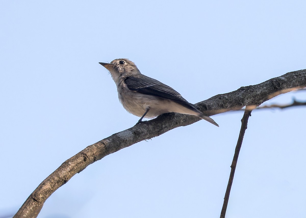 Asian Brown Flycatcher - ML619219058