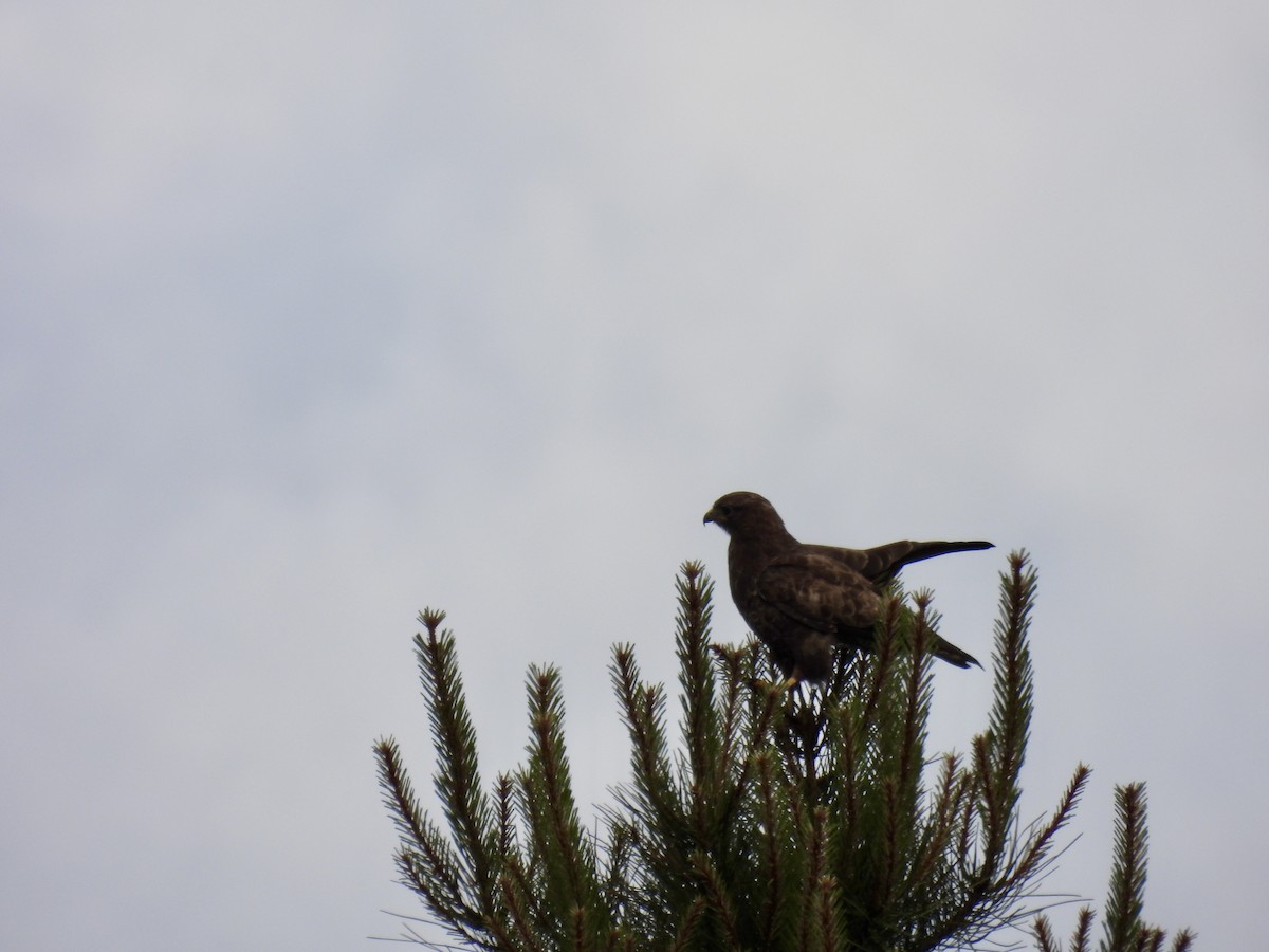 Common Buzzard - ML619219060