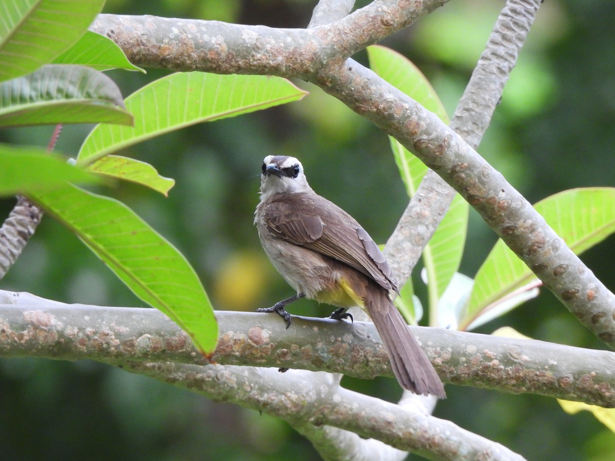 Yellow-vented Bulbul - Jax Chen