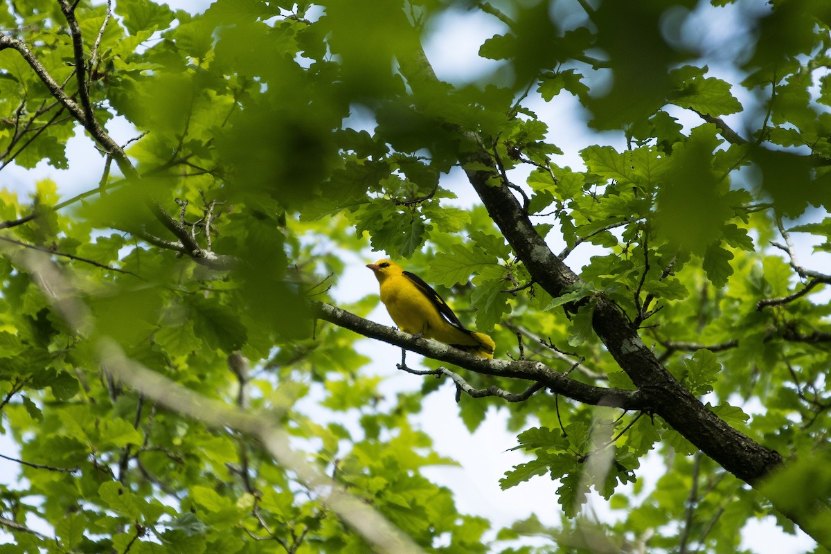 Eurasian Golden Oriole - Quentin Doussaud