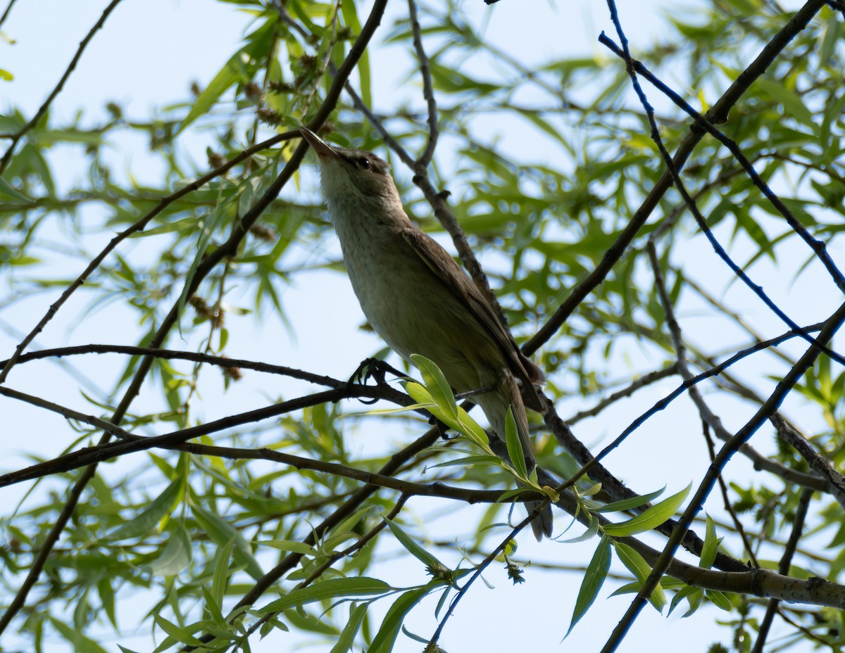 Oriental Reed Warbler - Min-Ho Kim