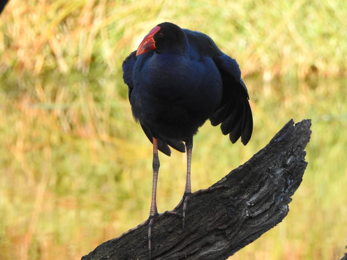 Australasian Swamphen - Kerry Vickers