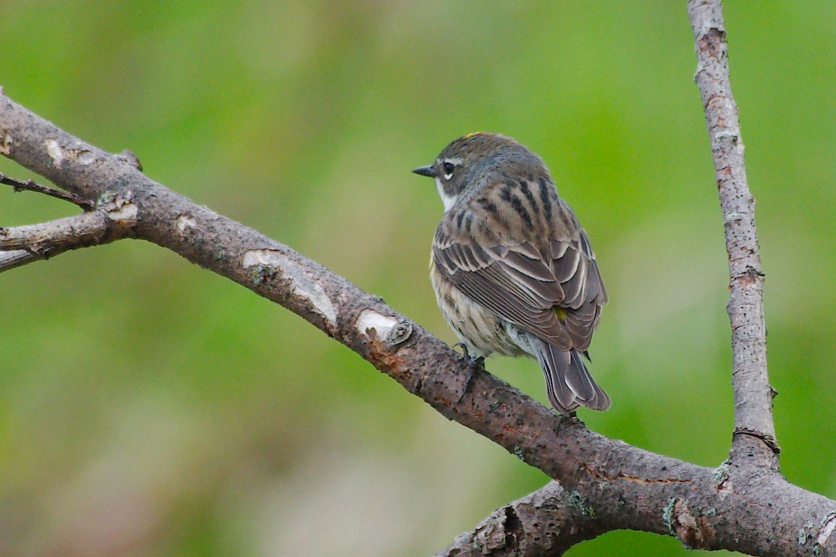 Yellow-rumped Warbler - Rick Beaudon