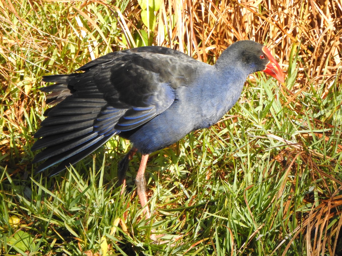 Australasian Swamphen - Kerry Vickers