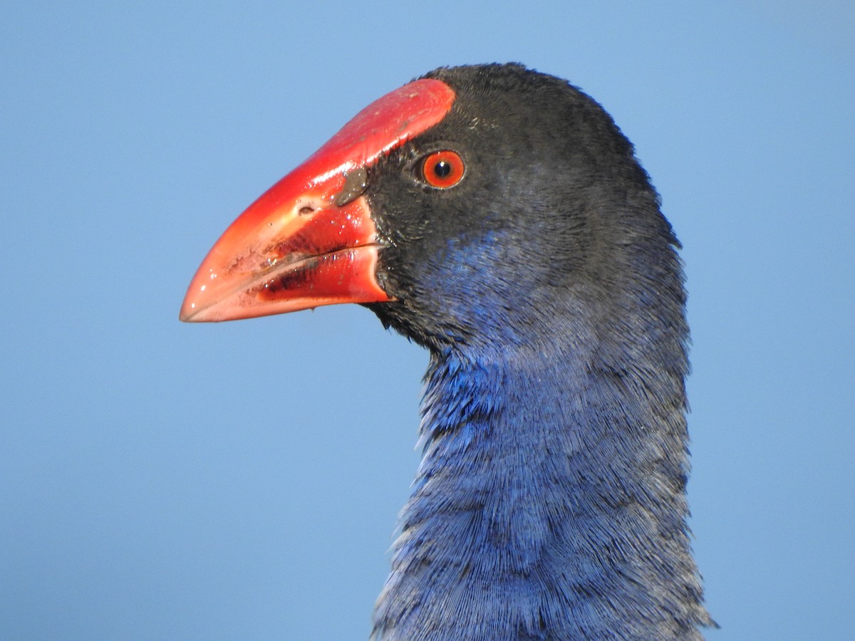 Australasian Swamphen - Kerry Vickers